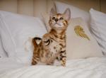 Iris - Bengal Cat For Sale - Hollywood&comma; FL&comma; US