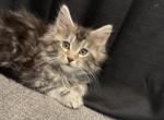 Amara - Maine Coon Cat For Sale - Paron&comma; AR&comma; US