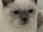 Shelly - British Shorthair Cat For Sale - Brooklyn&comma; NY&comma; US