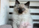 Dash RESERVED - Balinese Cat For Sale - CA&comma; US