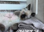 Dusty RESERVED - Balinese Cat For Sale - CA&comma; US