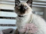 Diesel RESERVED - Balinese Cat For Sale - CA&comma; US