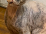 Onyx - Sphynx Cat For Sale - Astoria&comma; NY&comma; US