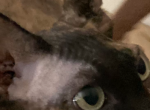 Cora - Sphynx Cat For Sale - 