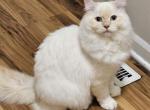 Frost - Ragamuffin Cat For Sale - Poplar Grove&comma; IL&comma; US