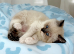 Moose - Munchkin Cat For Sale - Neosho&comma; MO&comma; US