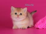 Martin - Munchkin Cat For Sale - Pembroke Pines&comma; FL&comma; US