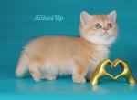 Mikaella - Munchkin Cat For Sale - Pembroke Pines&comma; FL&comma; US
