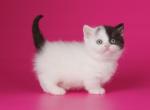 Honshu - Munchkin Cat For Sale - Pembroke Pines&comma; FL&comma; US