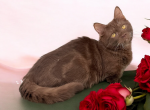 Lindor - Munchkin Cat For Sale - Neosho&comma; MO&comma; US