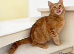Sunny - Munchkin Cat For Sale - Neosho&comma; MO&comma; US
