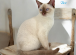 Neo - Munchkin Cat For Sale - Neosho&comma; MO&comma; US