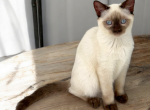 Zane - Munchkin Cat For Sale - Neosho&comma; MO&comma; US