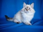 Michelle - Siberian Cat For Sale - Pembroke Pines&comma; FL&comma; US