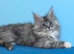 Xanita Polydactyl - Maine Coon Cat For Sale - Miami&comma; FL&comma; US