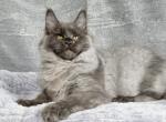 Rebecca - Maine Coon Cat For Sale - Miami&comma; FL&comma; US