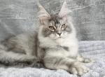 Rosaline - Maine Coon Cat For Sale - Hollywood&comma; FL&comma; US