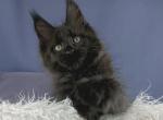 Ural - Maine Coon Cat For Sale - Hollywood&comma; FL&comma; US