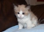 Cherry - Ragdoll Cat For Sale - Bethesda&comma; MD&comma; US