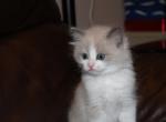 Mocha - Ragdoll Cat For Sale - Bethesda&comma; MD&comma; US