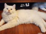 Sunset - Ragdoll Cat For Sale - VA&comma; US