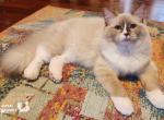 Barry - Ragdoll Cat For Sale - VA&comma; US