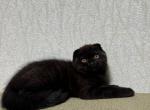 Mocachino - Scottish Fold Cat For Sale - Los Angeles&comma; CA&comma; US