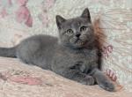 Viki - Scottish Straight Cat For Sale - Los Angeles&comma; CA&comma; US