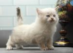 Operetta of RomanovCats - Siberian Cat For Sale - Ashburn&comma; VA&comma; US