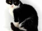 Catman - Munchkin Cat For Sale - Neosho&comma; MO&comma; US
