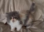 Harlequin - Exotic Cat For Sale - Syracuse&comma; NY&comma; US