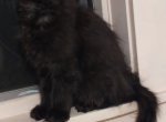 Black Smoke - Maine Coon Cat For Sale - Wrentham&comma; MA&comma; US