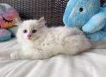 Captain - Ragdoll Cat For Sale - Miami Lakes&comma; FL&comma; US