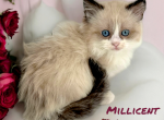 Millicent - Munchkin Cat For Sale - Neosho&comma; MO&comma; US