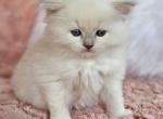 Lilac mitted mink - Ragdoll Cat For Sale - Farmville&comma; VA&comma; US