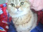 Nala - British Shorthair Cat For Sale - New York&comma; NY&comma; US