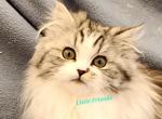 Lily - Minuet Cat For Sale - Columbia&comma; MO&comma; US
