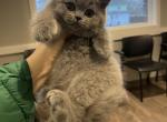 Blues - British Shorthair Cat For Sale - Fort Wayne&comma; IN&comma; US