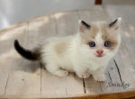 Smidget - Munchkin Cat For Sale - Neosho&comma; MO&comma; US