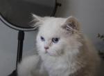 Nancy - Minuet Cat For Sale - Capon Bridge&comma; WV&comma; US