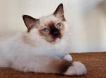 Princess - Ragdoll Cat For Sale - Brooklyn&comma; NY&comma; US