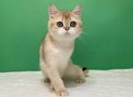 Diamond - Scottish Straight Cat For Sale - Cathlamet&comma; WA&comma; US