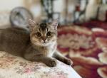 Tommy - British Shorthair Cat For Sale - New York&comma; NY&comma; US