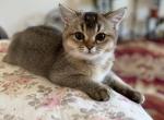 Tommy - British Shorthair Cat For Sale - Brooklyn&comma; NY&comma; US