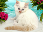 Cheeto - Munchkin Cat For Sale - Neosho&comma; MO&comma; US