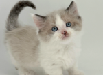 Colette - Munchkin Cat For Sale - Neosho&comma; MO&comma; US
