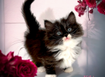 Kiki - Munchkin Cat For Sale - Neosho&comma; MO&comma; US