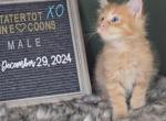 Charlie - Maine Coon Cat For Sale - Braham&comma; MN&comma; US