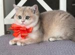 Lina - British Shorthair Cat For Sale - Grayslake&comma; IL&comma; US
