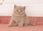 Flora - Scottish Straight Cat For Sale - Los Angeles&comma; CA&comma; US